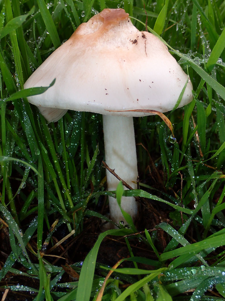 Volvariella gloiocephala image