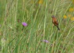 Sporophila hypoxantha