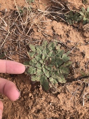 Oenothera engelmannii