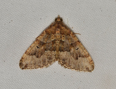 Epyaxa agelasta