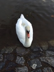 Cygnus olor