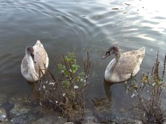 Cygnus olor