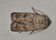 Proteuxoa amaurodes