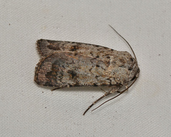 Proteuxoa amaurodes