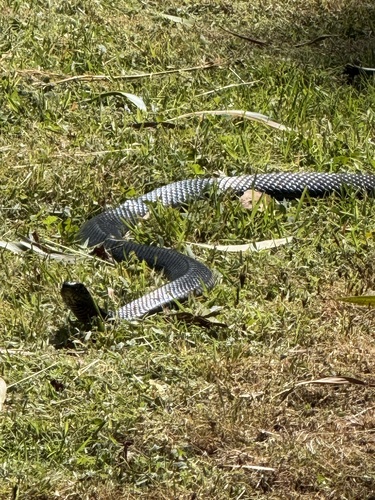 Red-bellied Black Snake sighting