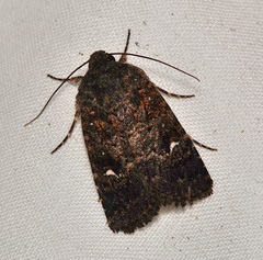 Proteuxoa microspila