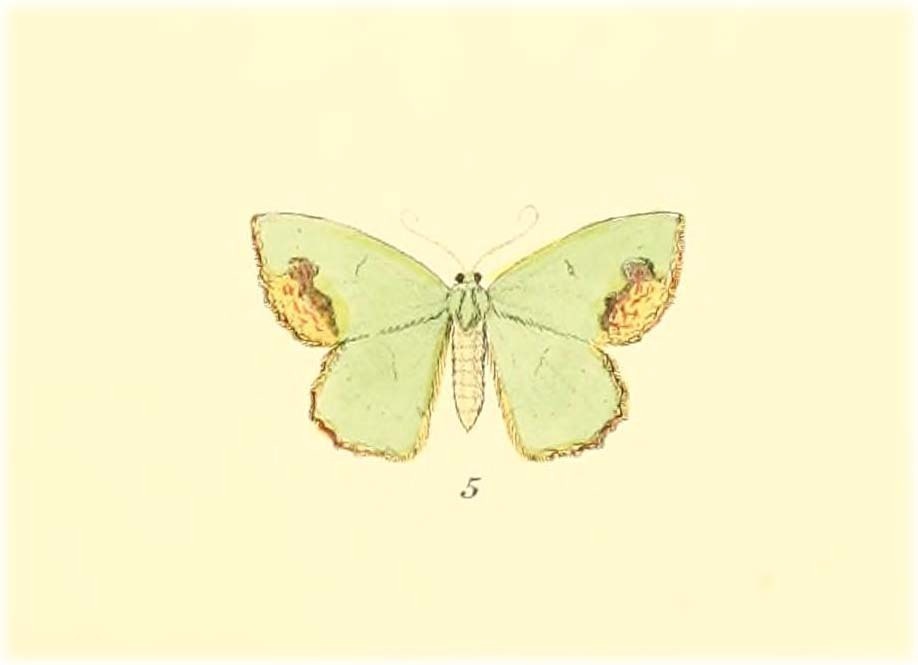Rhomborista devexata