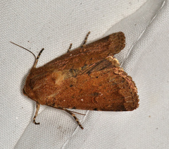 Proteuxoa porphyrescens