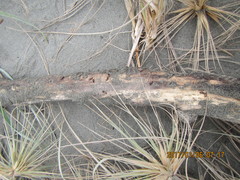 Mesites pallidipennis