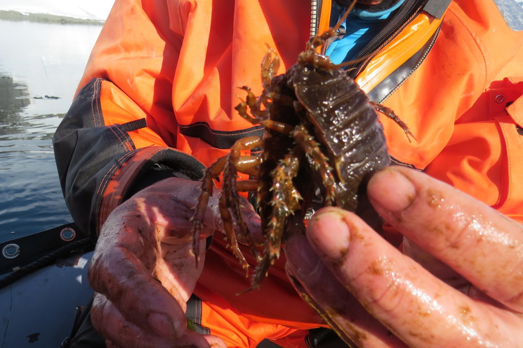 giant Antarctic isopod