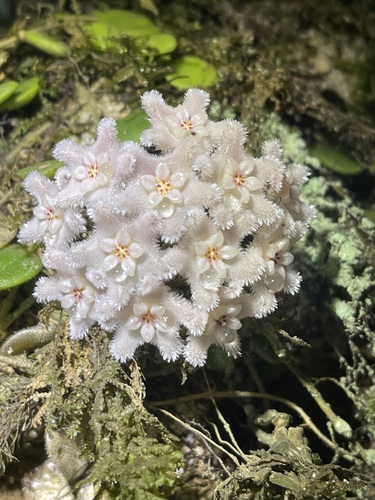 Hoya serpens Hook.f.