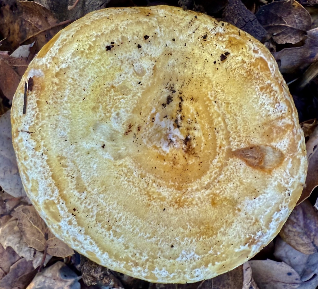 Lactarius alnicola · November 2025 · photo: © hllrnnr (iNaturalist, cc0)