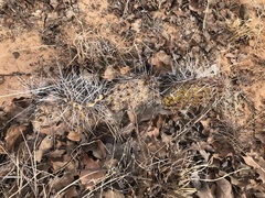 Opuntia tortispina