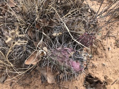 Opuntia tortispina