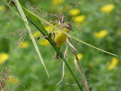 Pseudocolopteryx sclateri