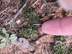 Loeflingia squarrosa