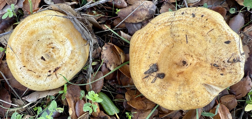Lactarius alnicola · November 2025 · photo: © hllrnnr (iNaturalist, cc0)
