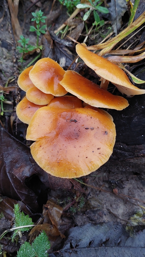 Flammulina · November 2025 · photo: © viktorstrenada (iNaturalist, cc-by)