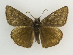Erynnis meridianus