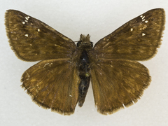 Erynnis meridianus