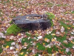 Sciurus carolinensis