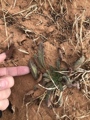 Oenothera cinerea cinerea