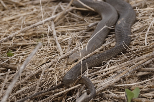 Eastern Brown Snake sighting
