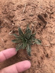 Oenothera cinerea cinerea