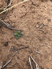 Lithospermum incisum