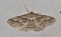Syneora fractata