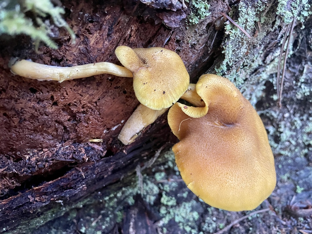 Tricholomopsis decora