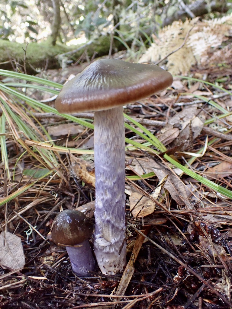 Cortinarius seidliae · November 2025 · photo: © echosmama (iNaturalist, cc-by)