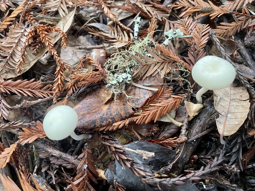 Cuphophyllus russocoriaceus · November 2025 · photo: © echosmama (iNaturalist, cc-by)