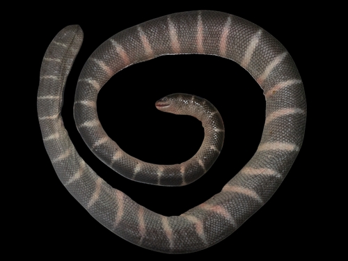 Peters' Sea Snake