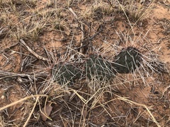 Opuntia tortispina