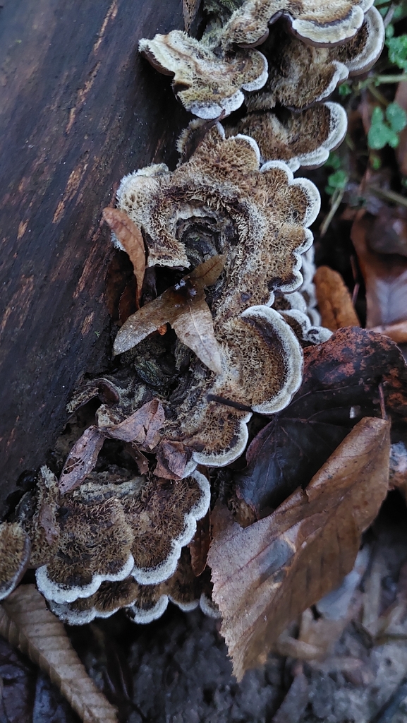 Auricularia mesenterica · November 2025 · photo: © viktorstrenada (iNaturalist, cc-by)
