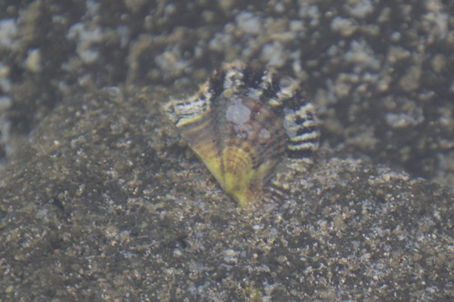 Pinctada radiata, 2025-11-16