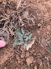 Lithospermum incisum