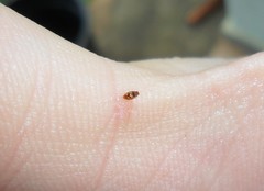 Heterodiomus darwini