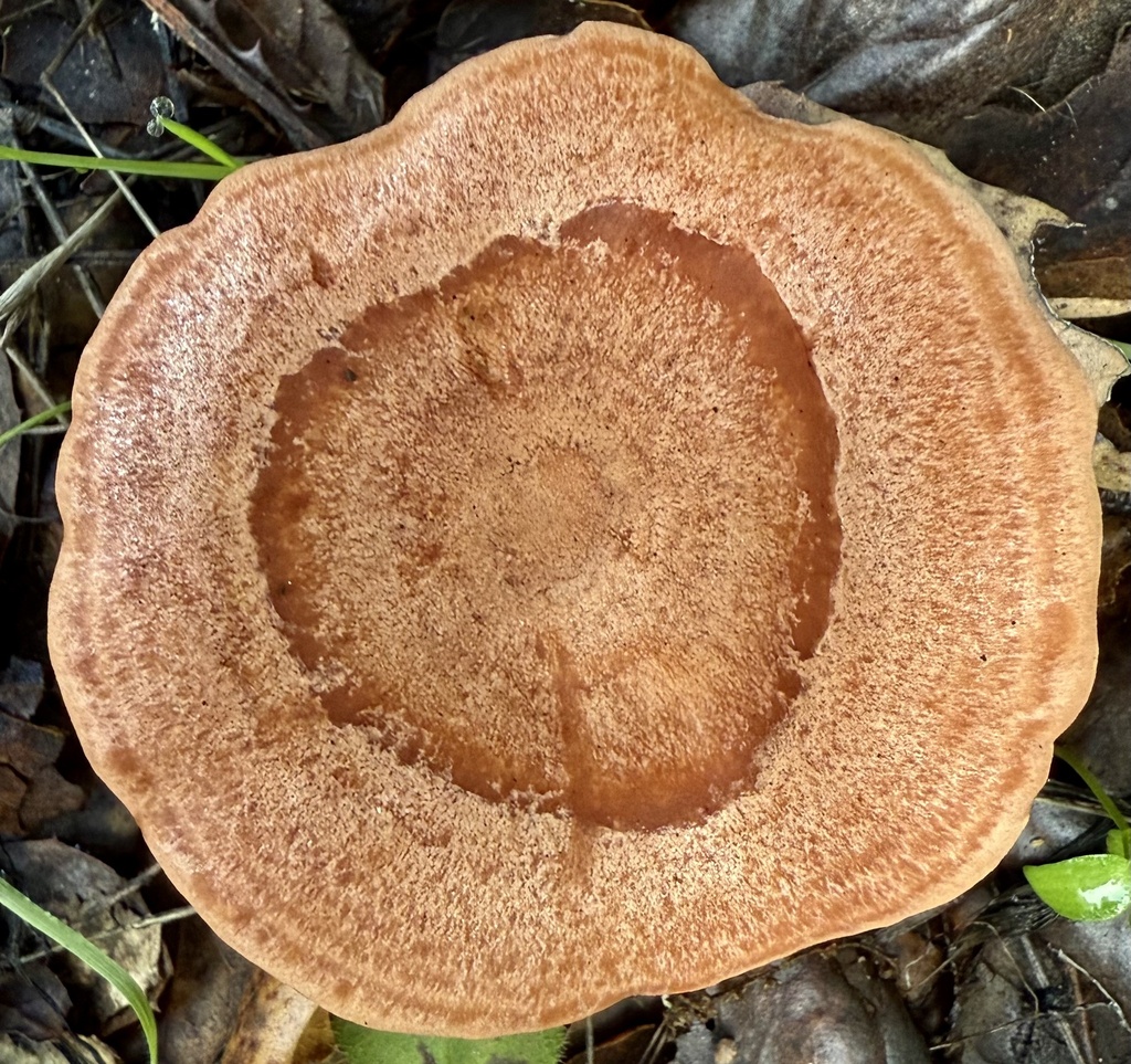 Lactarius xanthogalactus · November 2025 · photo: © hllrnnr (iNaturalist, cc0)