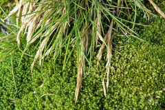 Deschampsia antarctica