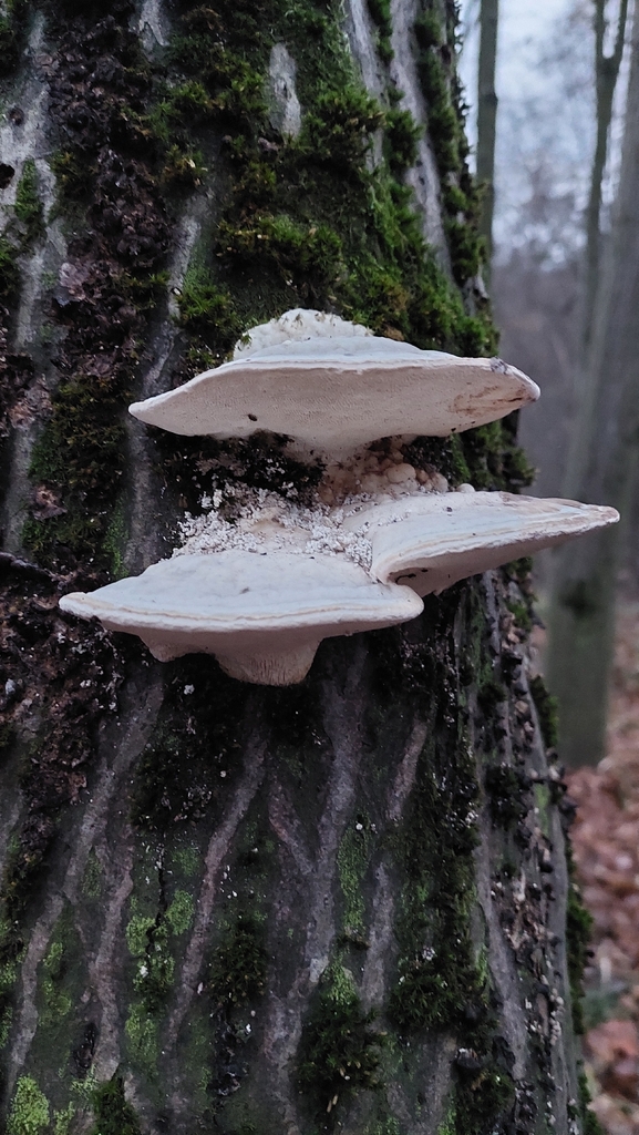 Trametes gibbosa · November 2025 · photo: © viktorstrenada (iNaturalist, cc-by)