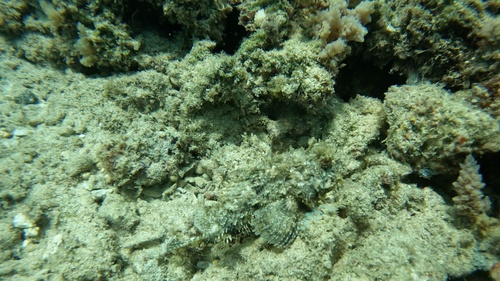 Scorpaenopsis brevifrons, 2025-07-12