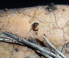 Steatoda ancorata