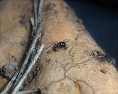 Steatoda ancorata