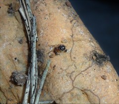 Steatoda ancorata