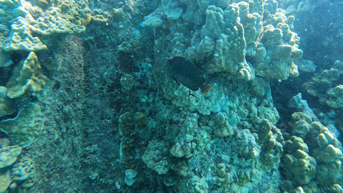Hemitaurichthys thompsoni, 2025-07-12