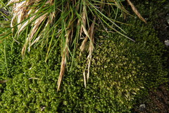 Deschampsia antarctica