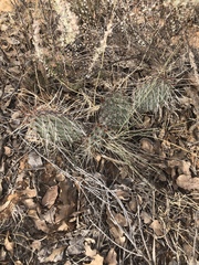 Opuntia tortispina