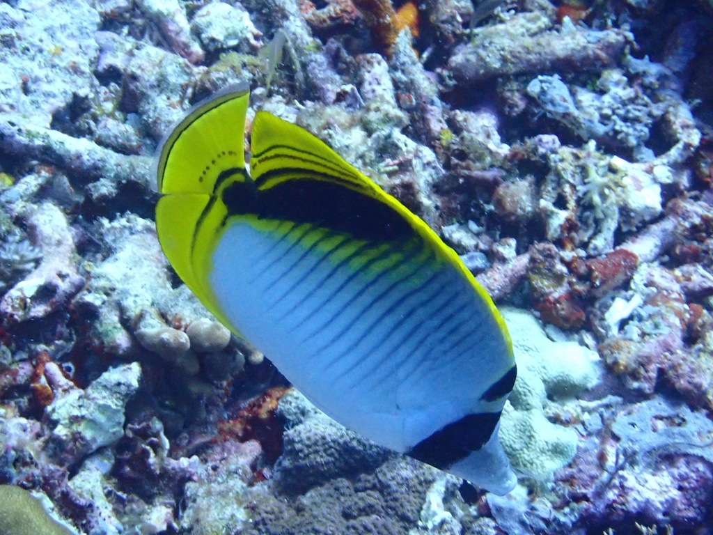 Pig-face Butterflyfish